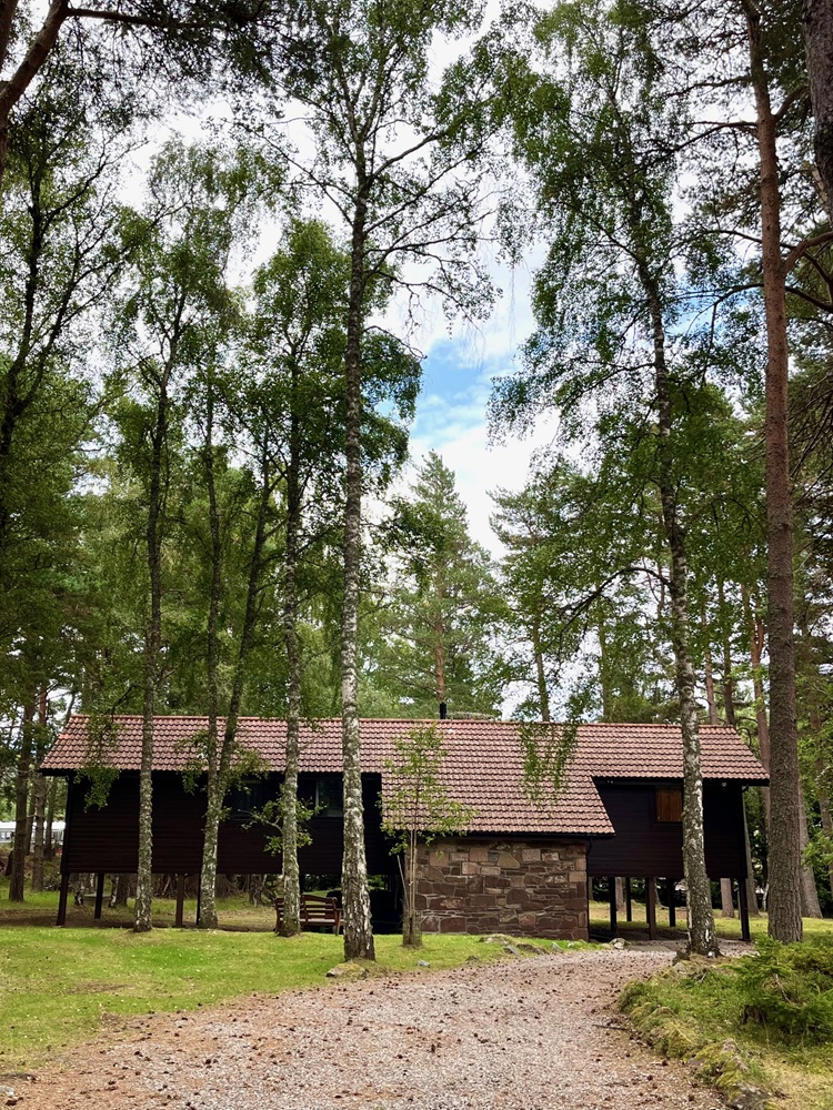 The Treehouse